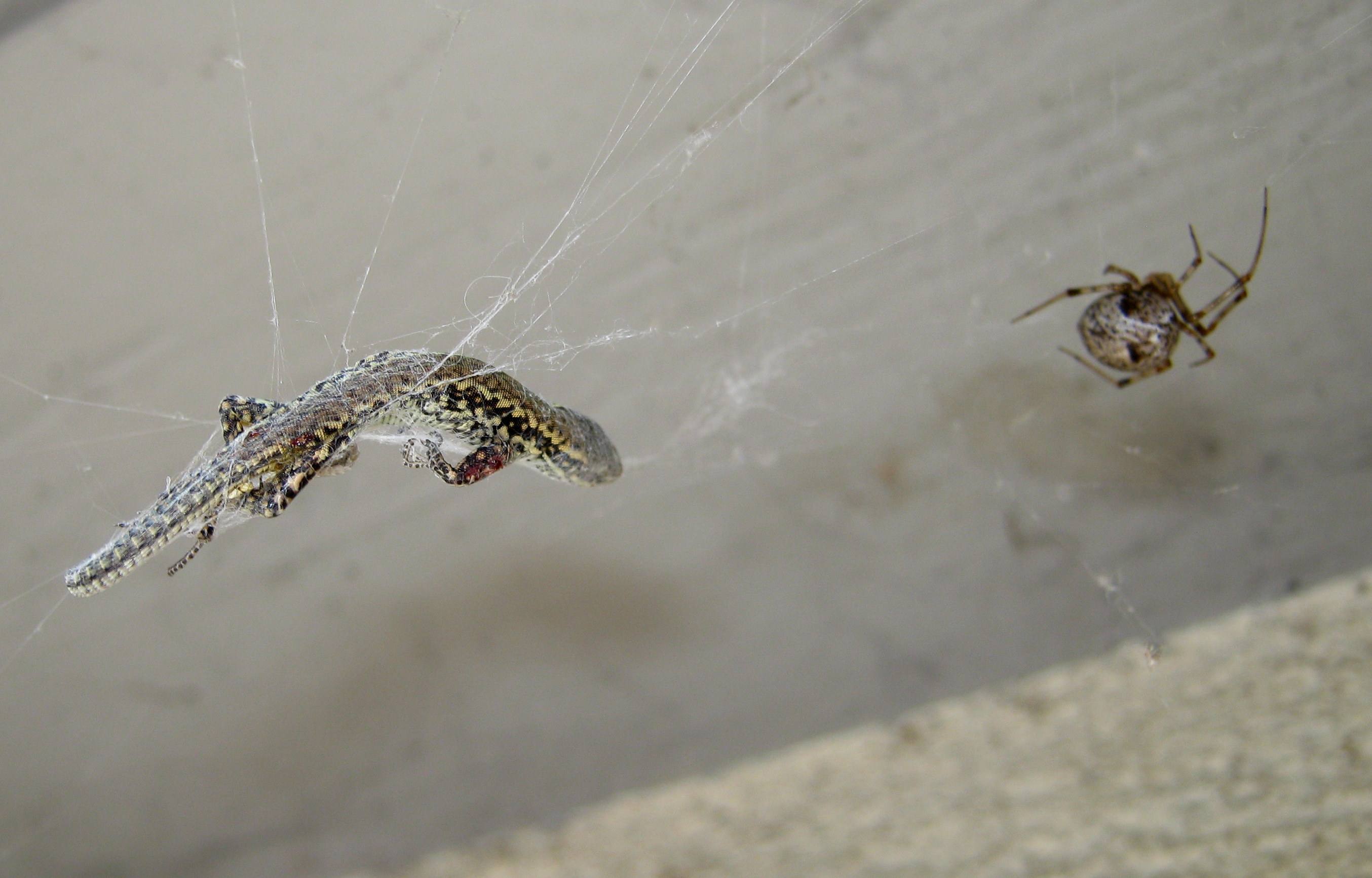 Parasteatoda tepidariorum con preda insolita  Treviso